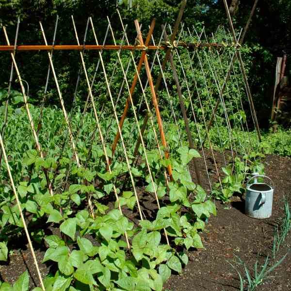 climbing-bean-blue-lake-seeds climbing-bean-blue-lake-seeds