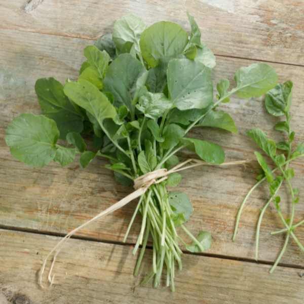 cress-upland-seeds-1 cress-upland-seeds-1