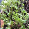 cress-upland-seeds-3