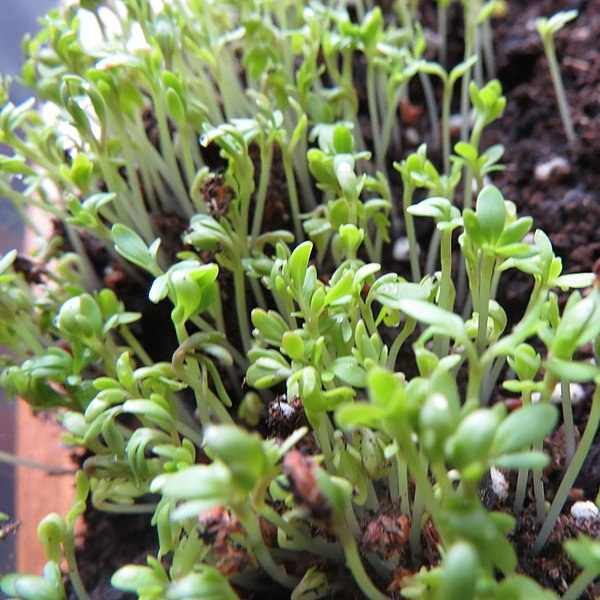cress-upland-seeds-3 cress-upland-seeds-3