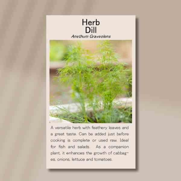 dill-front dill-front