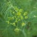 herb-dill-seeds-2