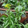 a mibuna plant going to flower in a pot next to a rusty metal garden bed