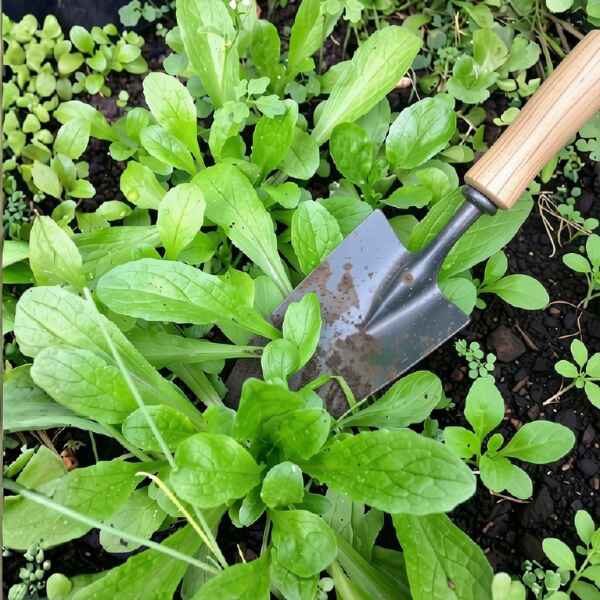 mibuna-seeds-3 a lot of mizuna plants in the ground with a trowel ready to pull some up