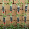 mibuna plants grown in upside down hanging bottles against a brick wall