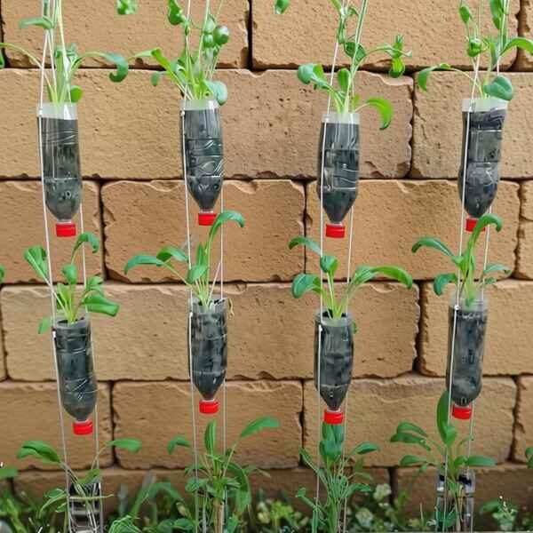 mibuna-seeds-4 mibuna plants grown in upside down hanging bottles against a brick wall