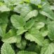 mint-spearmint-seed