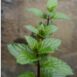 mint-spearmint-seeds-2