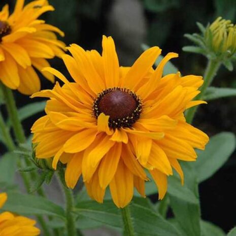 rudbeckia-goldilocks-seed