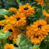 rudbeckia-goldilocks-seeds-1