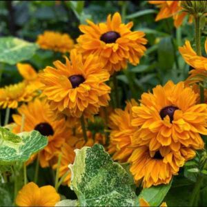 rudbeckia-goldilocks-seeds-1