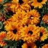 rudbeckia-goldilocks-seeds-10 (1)