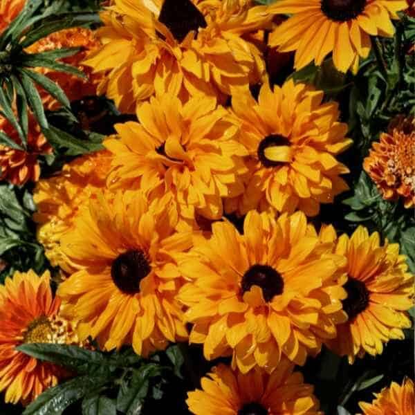 rudbeckia-goldilocks-seeds-10 (1) rudbeckia-goldilocks-seeds-10 (1)