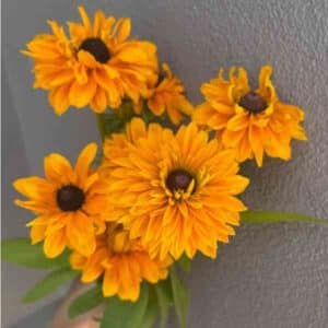 Rudbeckia