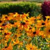 a garden bed of rudbeckia goldilocks flowers