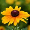 rudbeckia-goldilocks-seeds-8 (1)