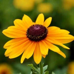 Rudbeckia Goldilocks