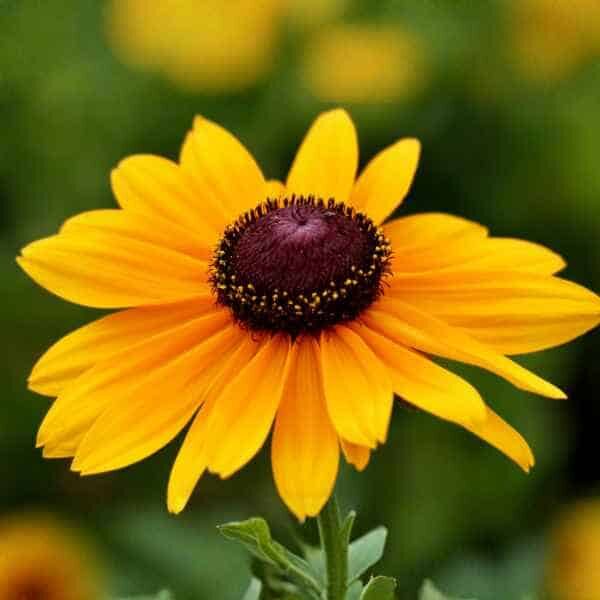 rudbeckia-goldilocks-seeds-8 (1)