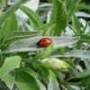 sage-officinalis-seeds