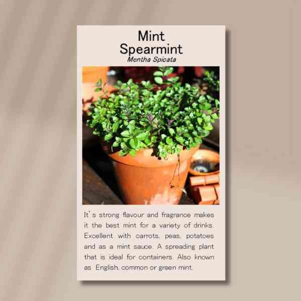 spearmint-front spearmint-front