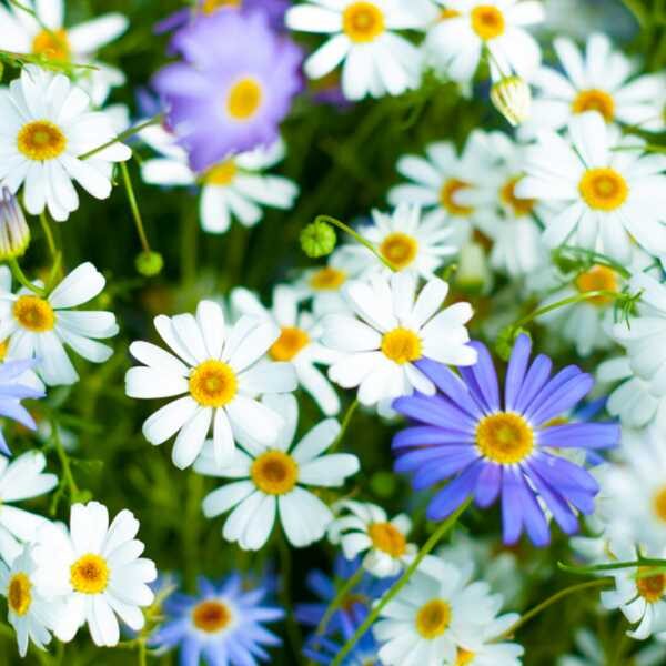 swan-river-daisy-seed