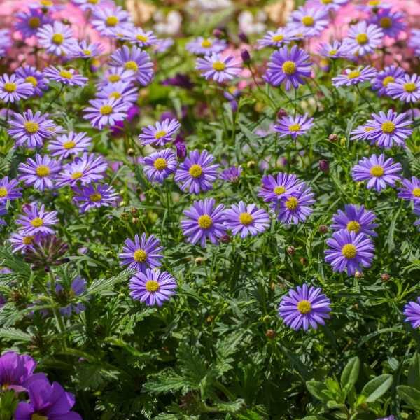 swan-river-daisy-seed-styled=2 swan-river-daisy-seed-styled=2
