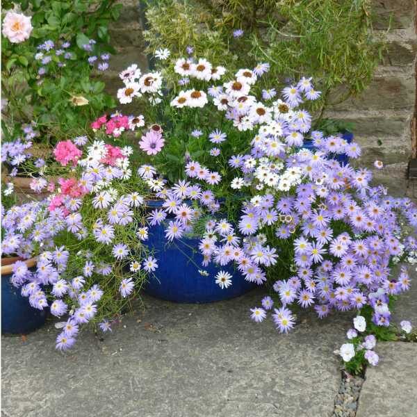 swan-river-daisy-seed-styled=3 (1) swan-river-daisy-seed-styled=3 (1)