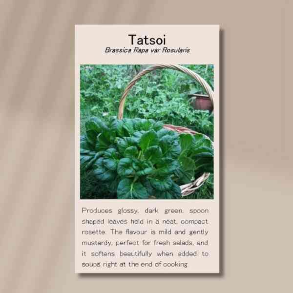 tatsoi-front tatsoi-front