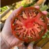 tomato-black-krim-seeds-1