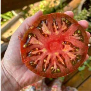 tomato-black-krim-seeds-1