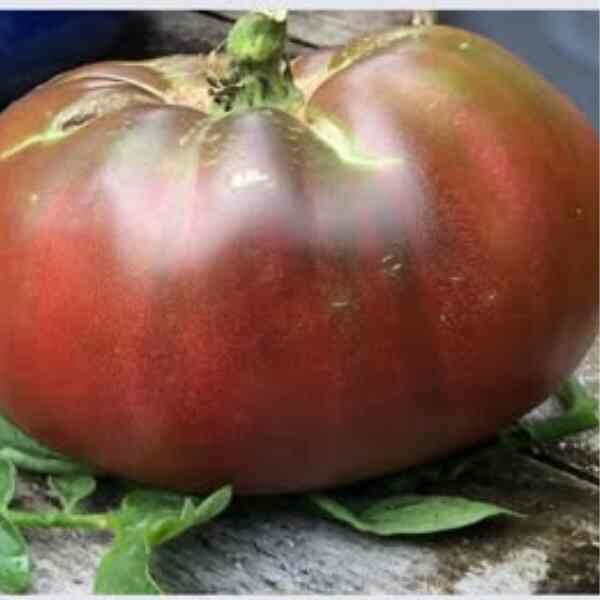 tomato-cherokee-purple-seeds-1 tomato-cherokee-purple-seeds-1
