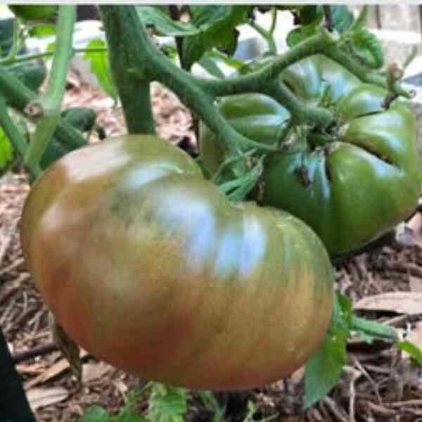 tomato-cherokee-purple-seeds-2 tomato-cherokee-purple-seeds-2