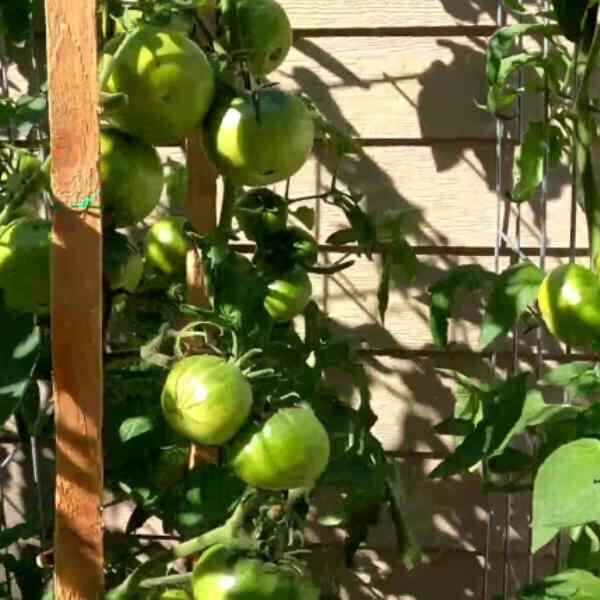 tomato-cherokee-purple-seeds-3 tomato-cherokee-purple-seeds-3