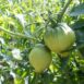 tomato-costoluto-fiorentino-seeds-1