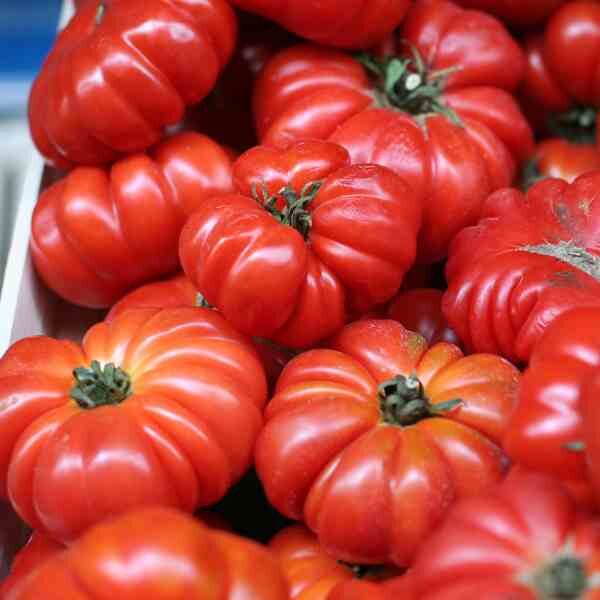 tomato-costoluto-fiorentino-seeds-2 tomato-costoluto-fiorentino-seeds-2