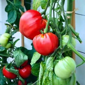 tomato-oxheart-seeds-2