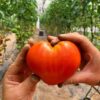 tomato-oxheart-seeds-3