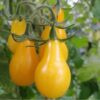 tomato-yellow-pear-1