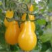 tomato-yellow-pear-1