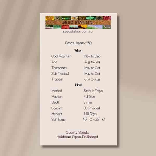 wild-pansy-back wild-pansy-back