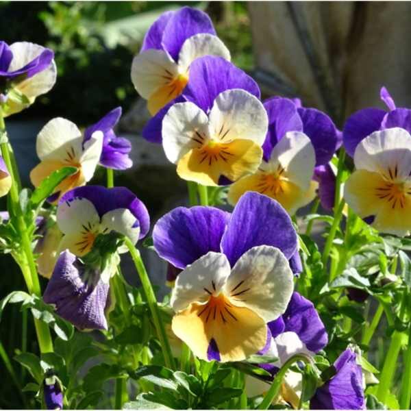 wild-pansy-heartsease-seed