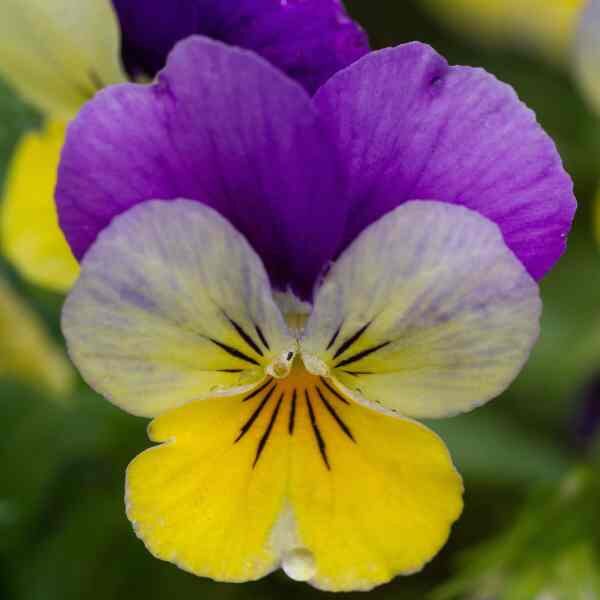 wild-pansy-seeds-1 wild-pansy-seeds-1