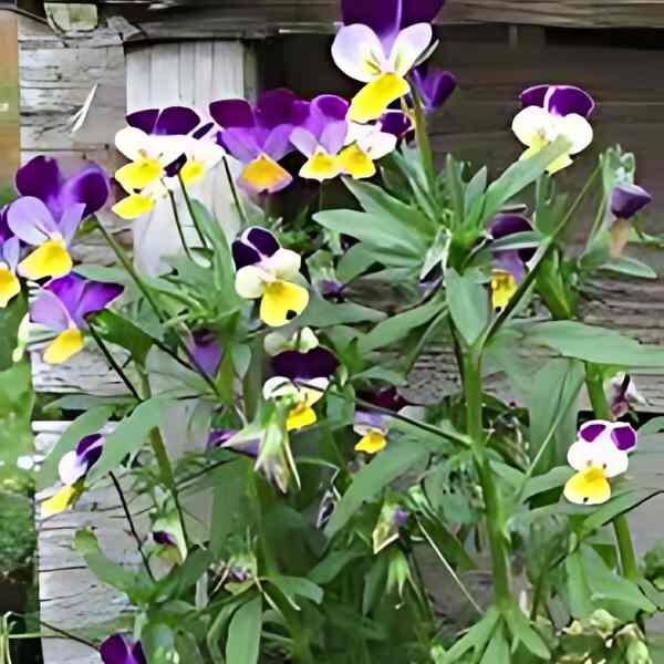 wild-pansy-seeds-3 wild-pansy-seeds-3