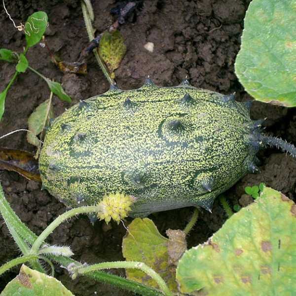 african-horned-cucumber-seeds-1 african-horned-cucumber-seeds-1