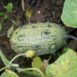 african-horned-cucumber-seeds-1