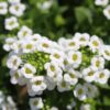 alyssum-seeds-1