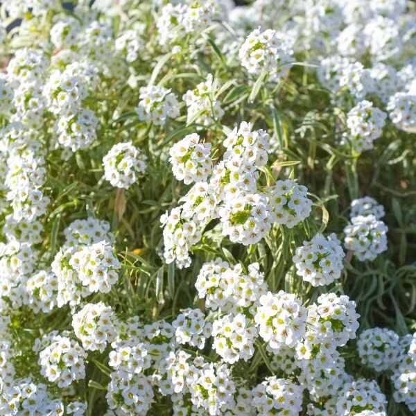alyssum-seeds-2 alyssum-seeds-2