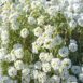 alyssum-seeds-2