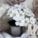 alyssum-seeds-3