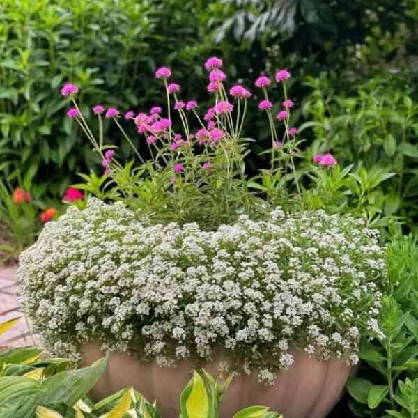 alyssum-seeds-8 alyssum-seeds-8